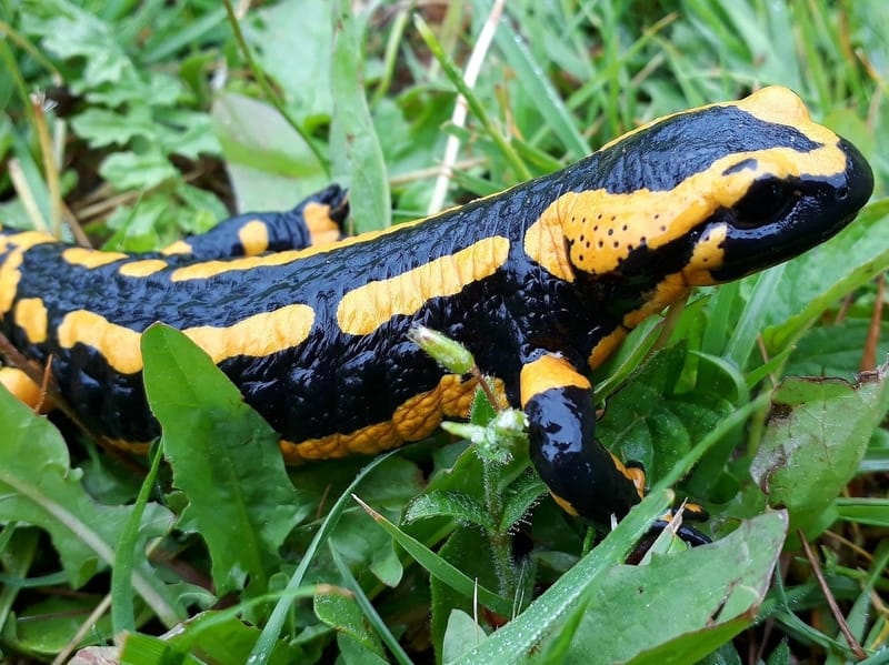 Fire Salamander in the grass