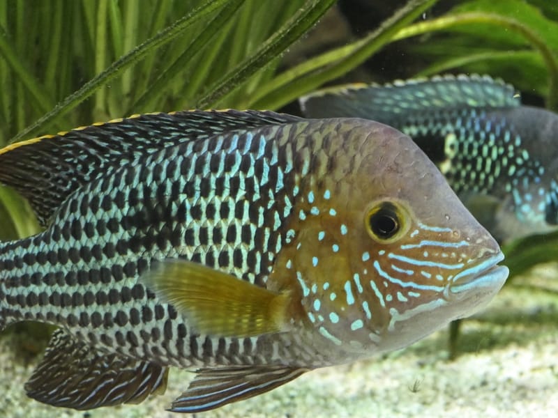 Green Terror Fish (Andinoacara rivulatus) in an aquarium