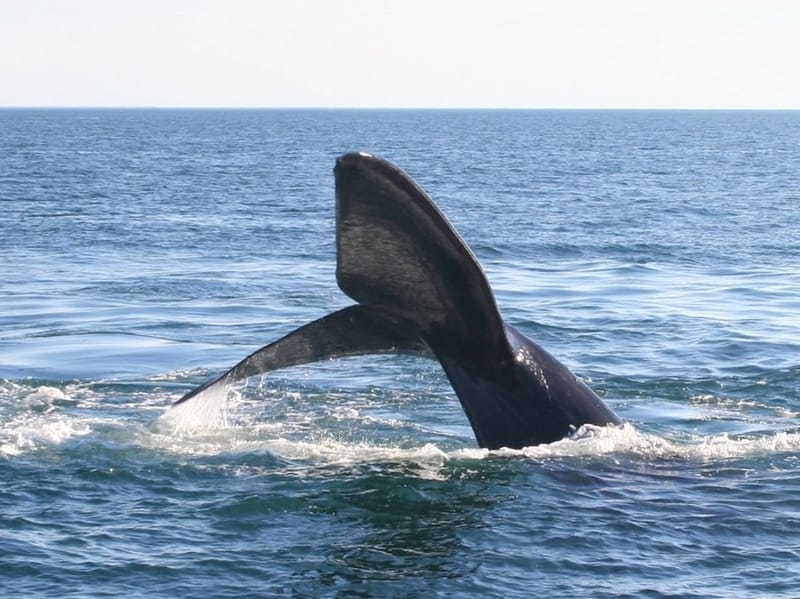 Southern Right Whale's tail