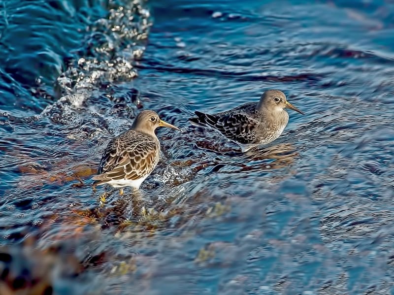 A pair of Purple Sandpiper in water