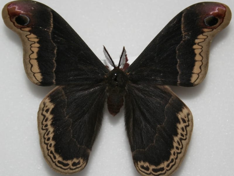 Promethea Moth on white backgorund