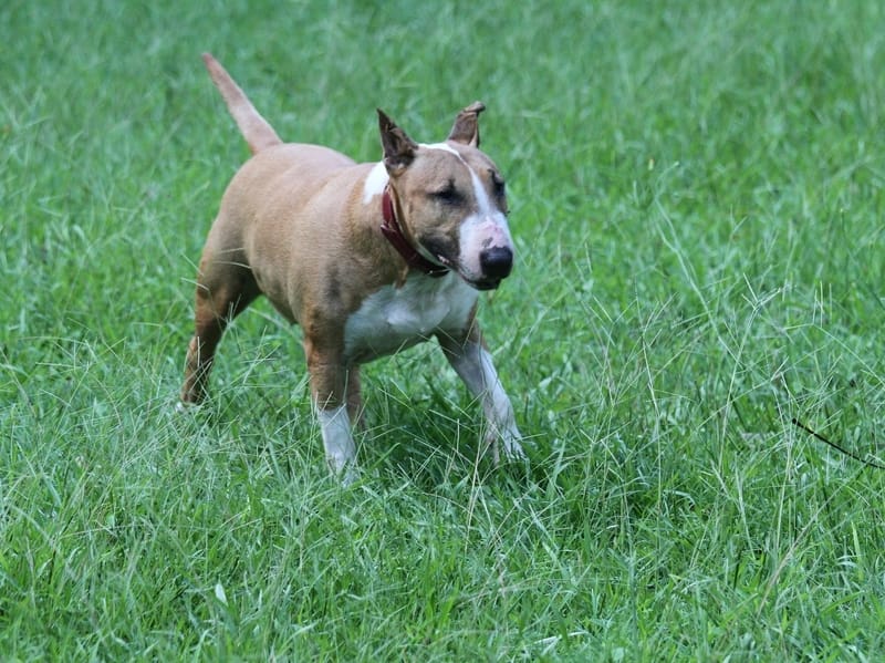 how fast can a bull terrier run