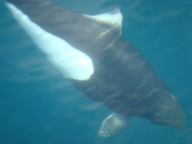 A wild Dall's Porpoise in Alaskan water