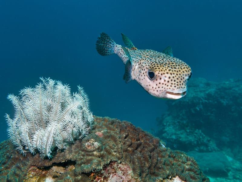Porcupine Fish swimming near corals under water