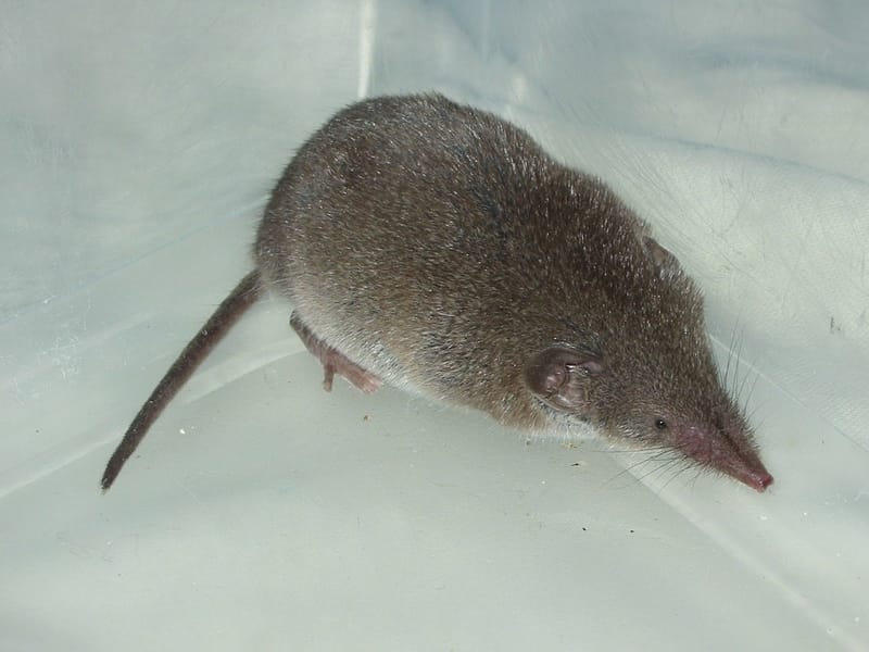 Fun Etruscan Shrew Facts For Kids | Kidadl