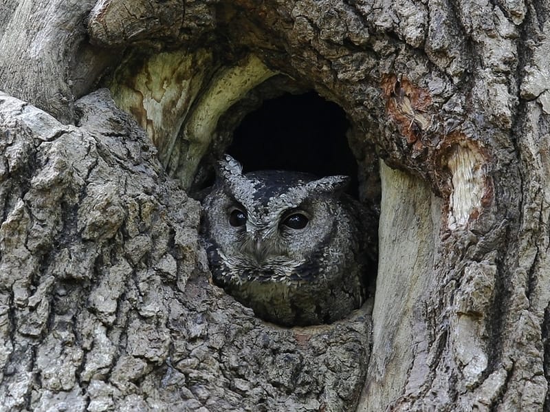 Eurasian Scops Owl 