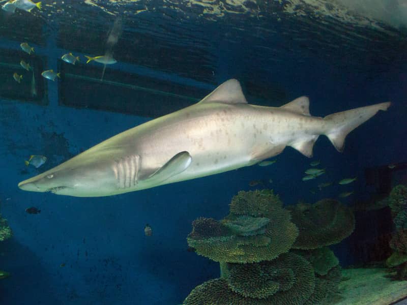 Pondicherry Shark
