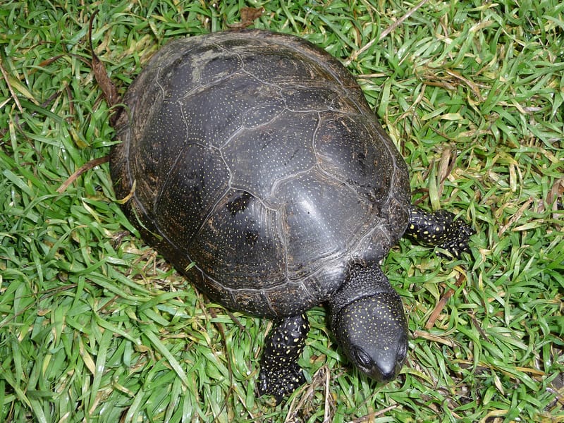 European Pond Turtle walking on grass