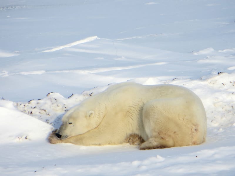 Polar bear napping on snow