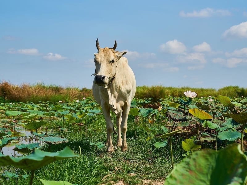 Ox walking on grass surrounded by water lillies