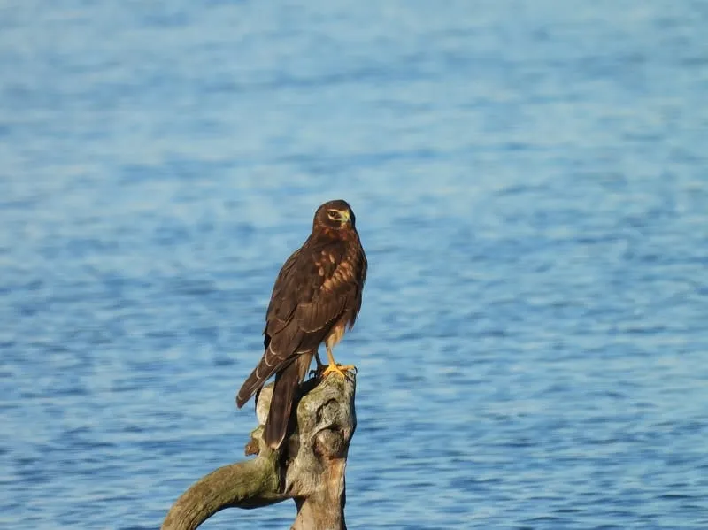 Northern Harrier perched on a wood in water