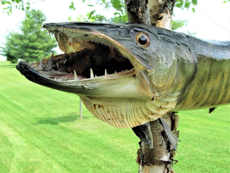 Close up of Muskellunge