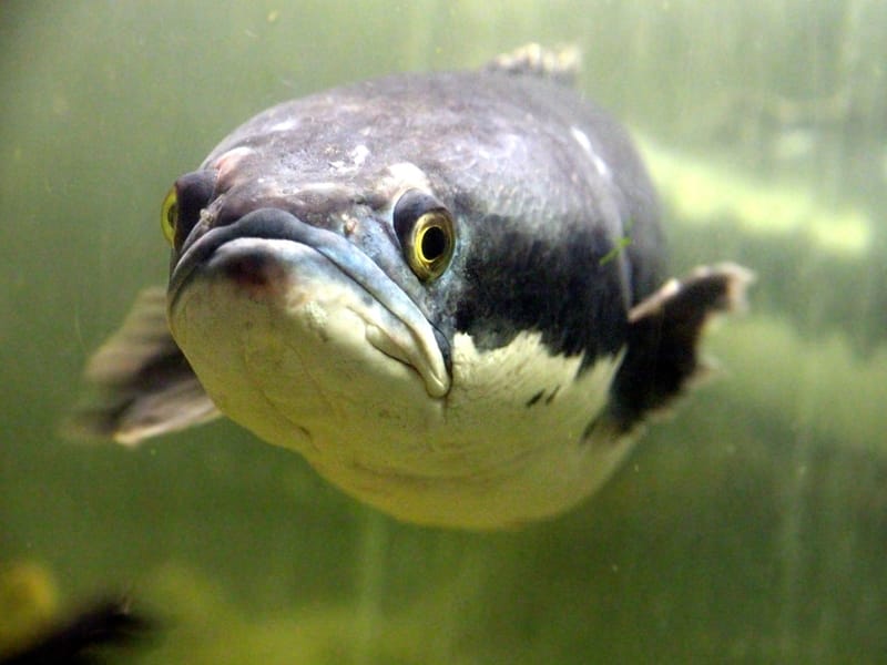Brown snakehead fish under water
