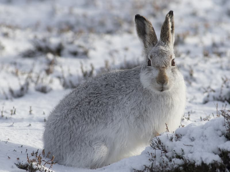 Mountain Hare sitting in snow
