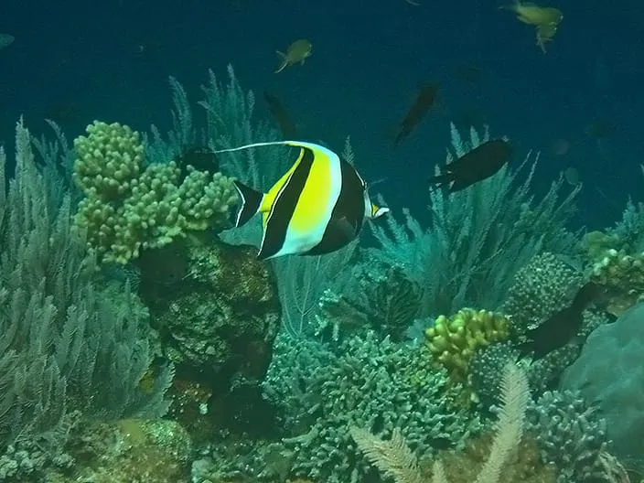 Moorish Idol fish swimming around corals
