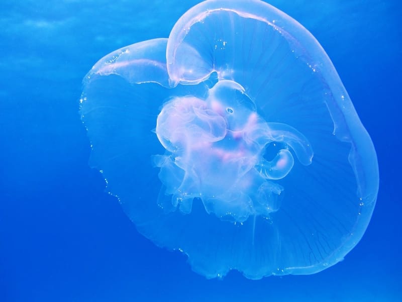 Moon Jellyfish in blue water