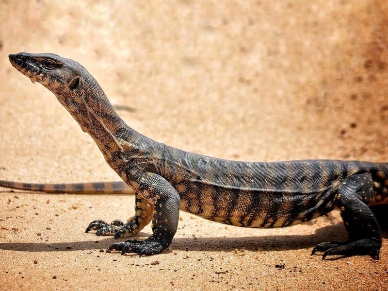 Monitor Lizard in a desert