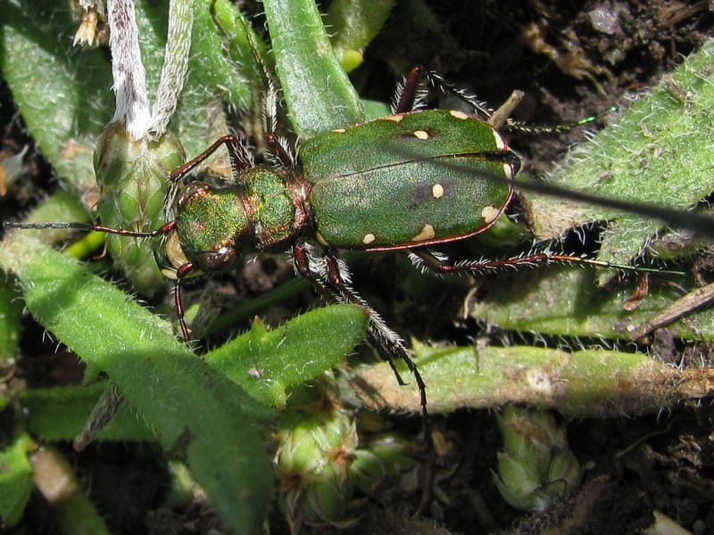 Green tiger beetle on green leaves