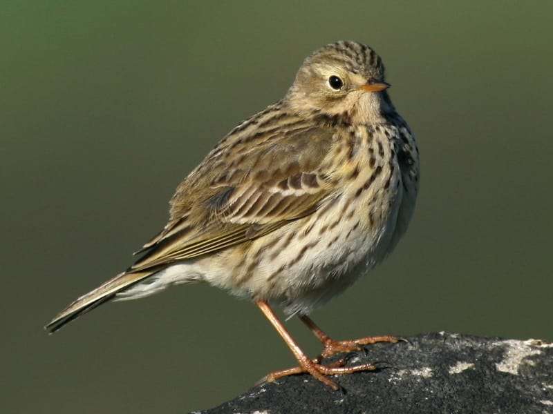 Meadow Pipit on a rock