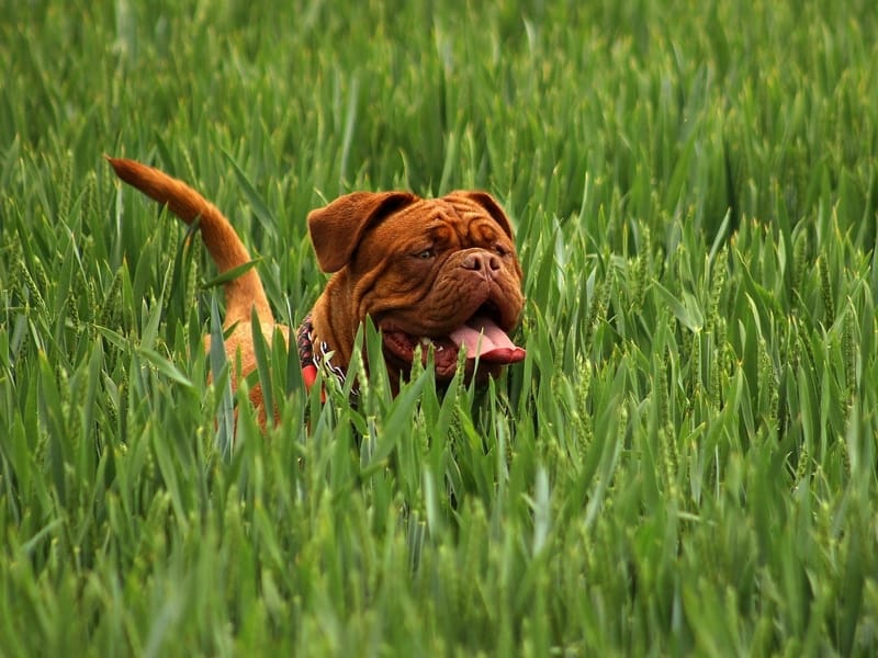 Mastiff dog standing in tall grass 