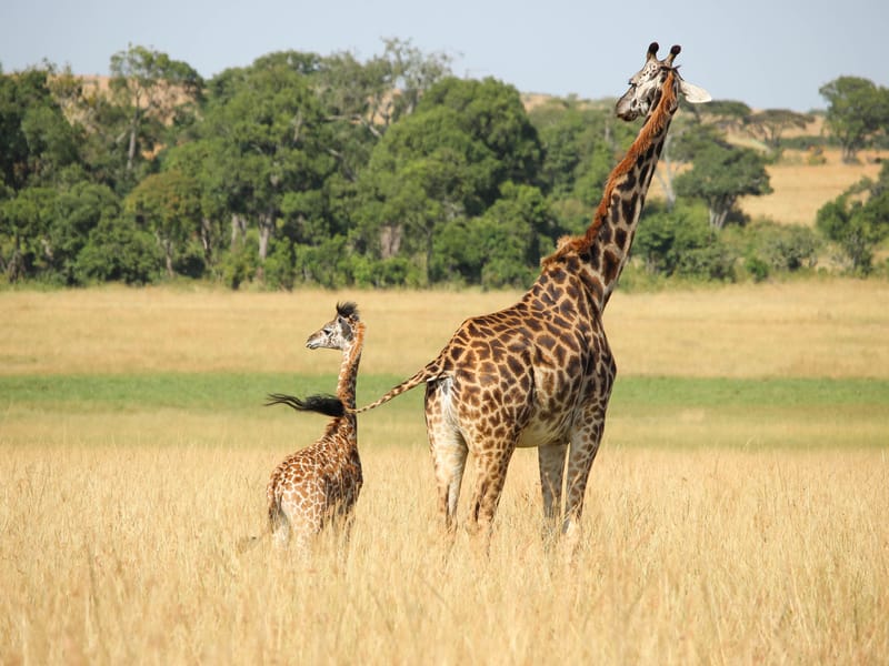 Masai Giraffe and her calf