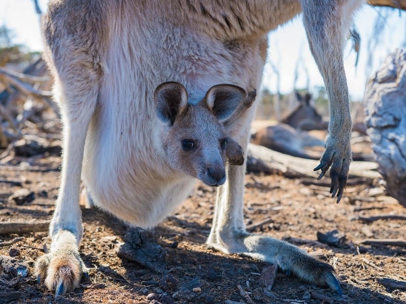 Baby kangaroo in its mother's pouch