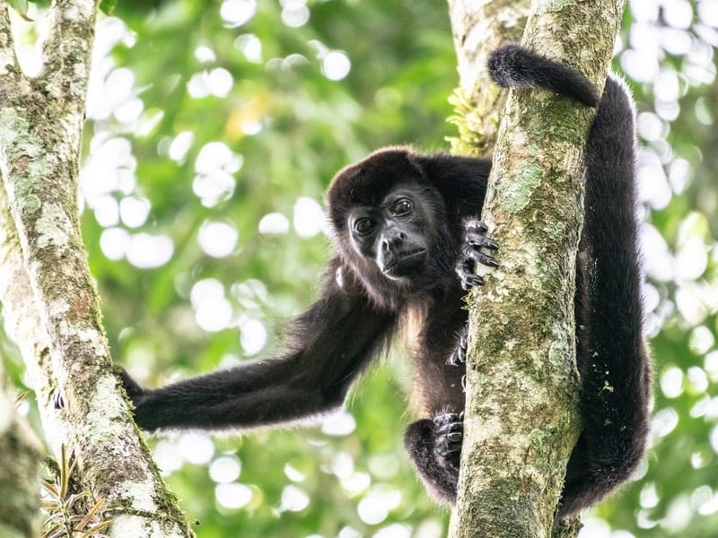 Mantled Howler Monkey on a tree