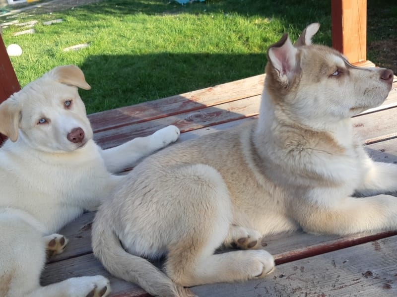 Two labsky puppies chilling on a deck