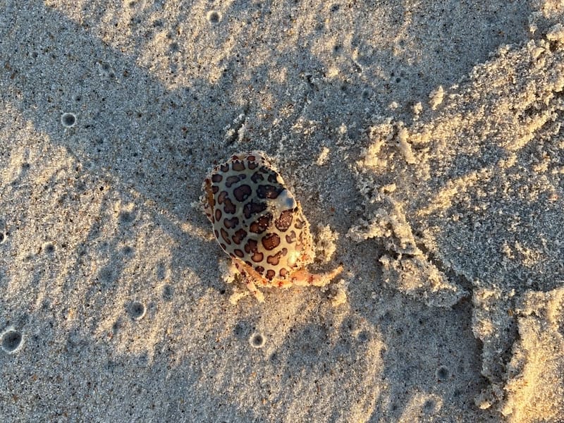 Calico Crab on a beach