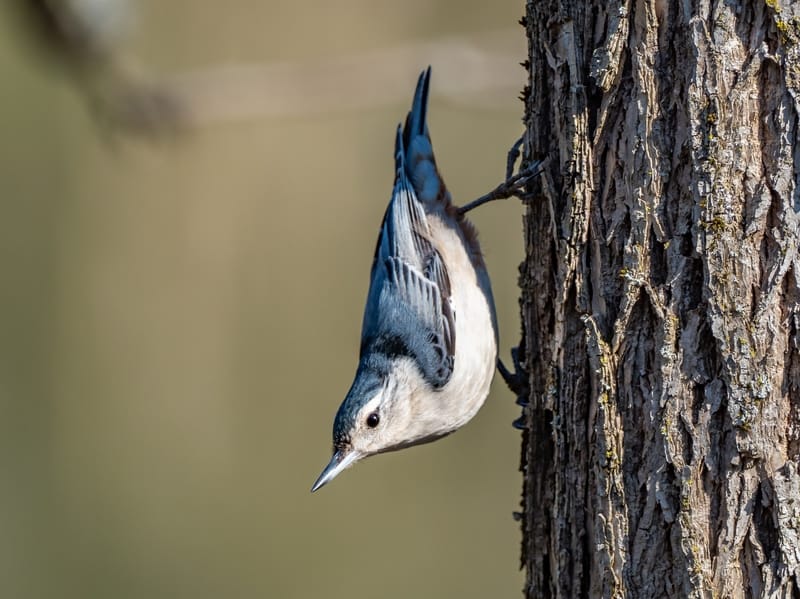 White-breasted nuthatch perched on a tree trunk