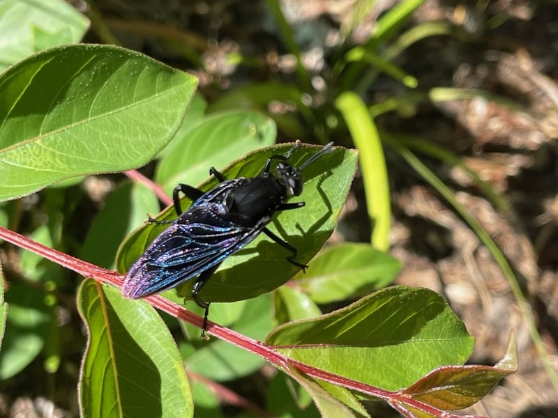 Mydas fly on a green leaf