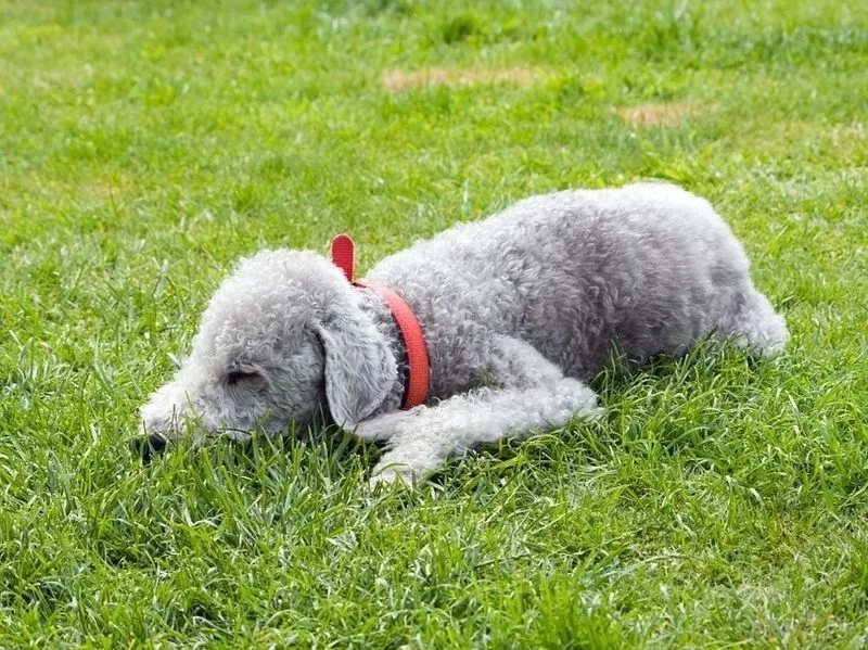 Bedlington Terrier Dog on Grass