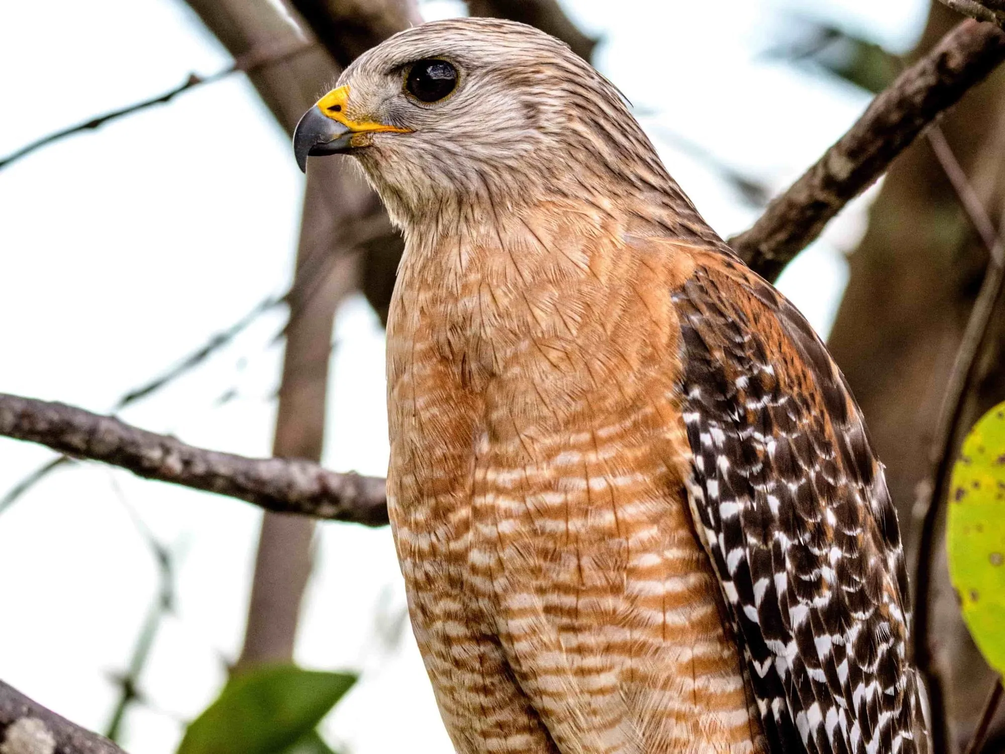 Falcon sitting on branch
