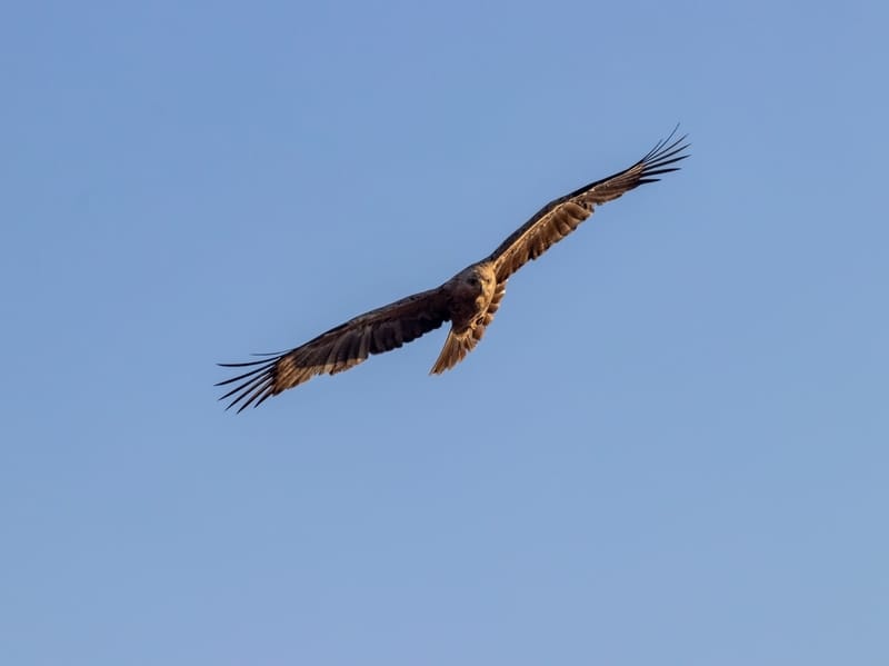 Brown Snake Eagle 