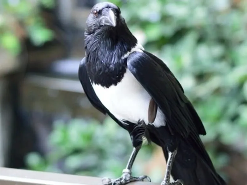 Pied Crow 