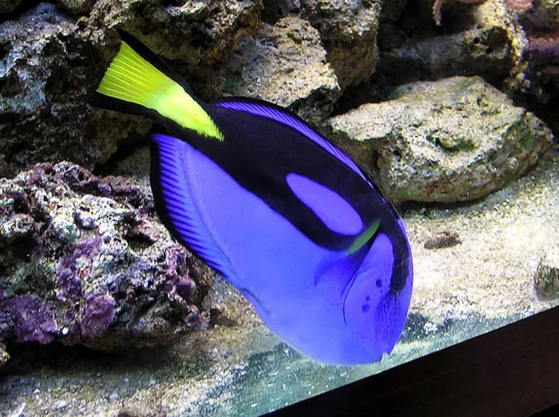 Blue Tang