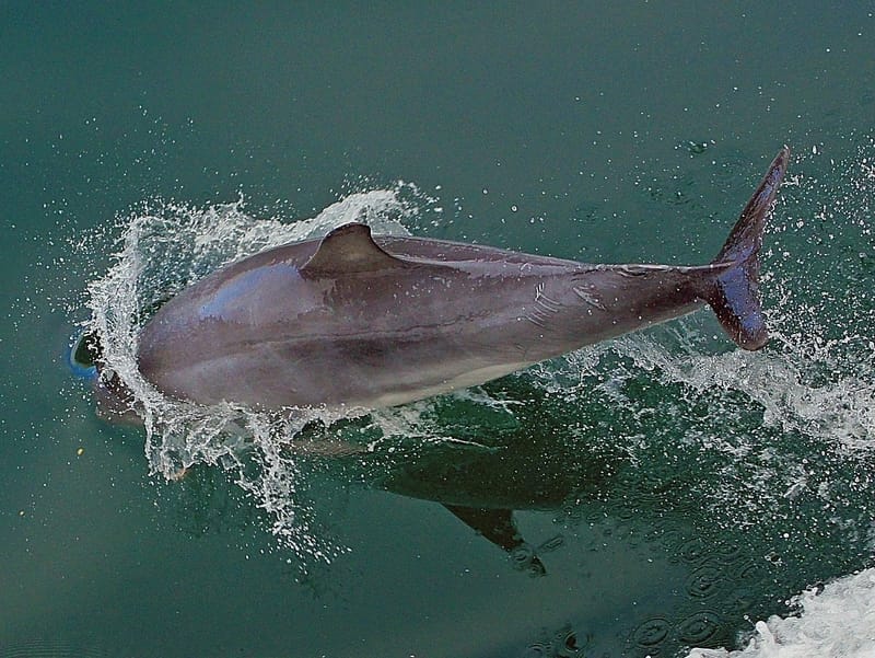 Hector's Dolphin 