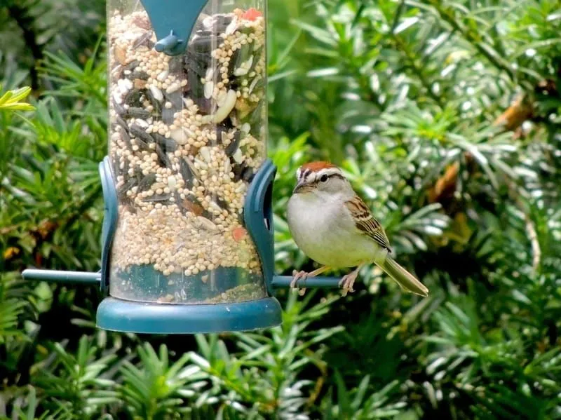 Bird lovers enjoy Chipping sparrow facts.