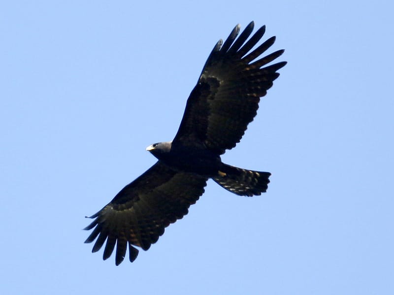 Fun Black-and-chestnut Eagle Facts For Kids | Kidadl
