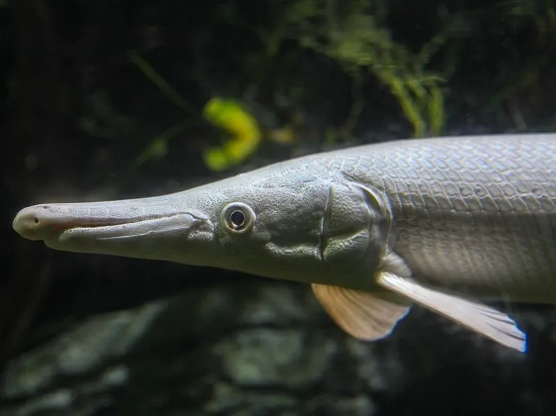 Albino Aligator Gar  Fish