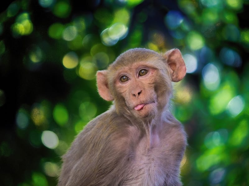 Macaque Monkey 