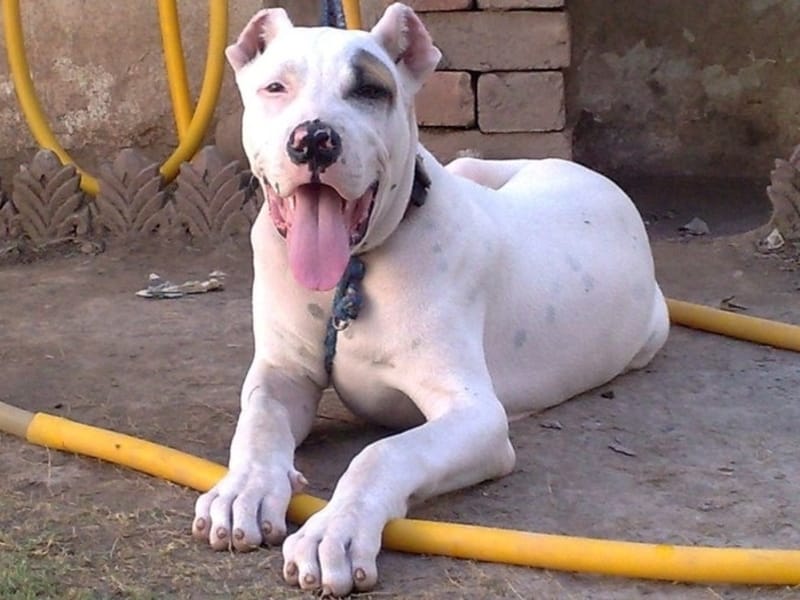 at what age is a bully kutta full grown