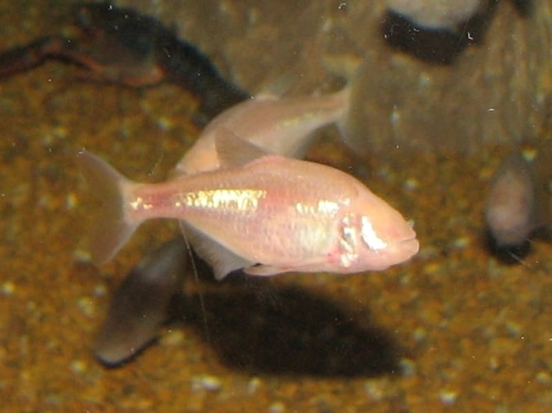 Cavefish 
