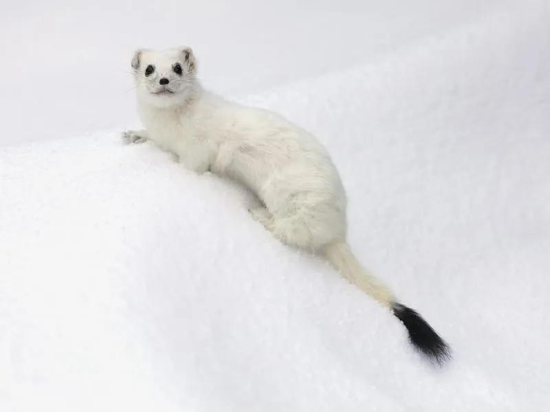 Fun Stoat Winter Coat Facts For Kids, How Many Ermine To Make A Coat