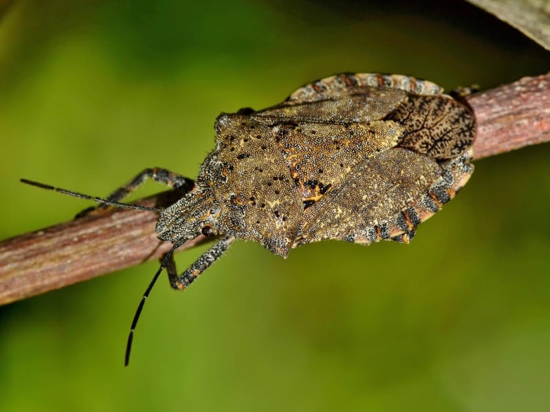 Fun Stink Bug Facts For Kids | Kidadl