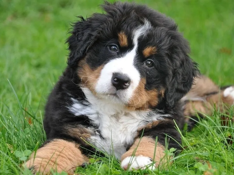 bernese mountain dog is afraid of water what to do