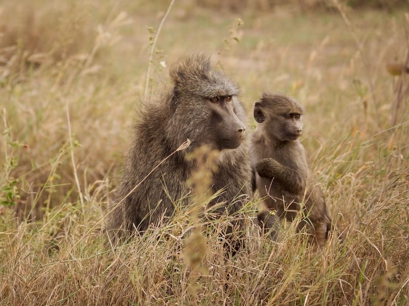 Baboon mom and child