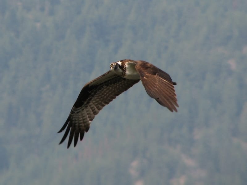 Osprey flying in the mountains