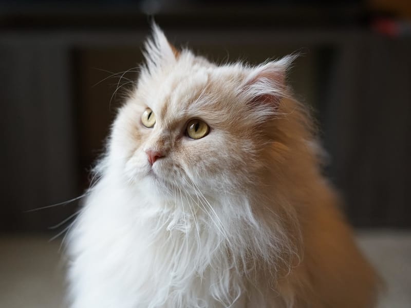 Close up of a Persian Cat