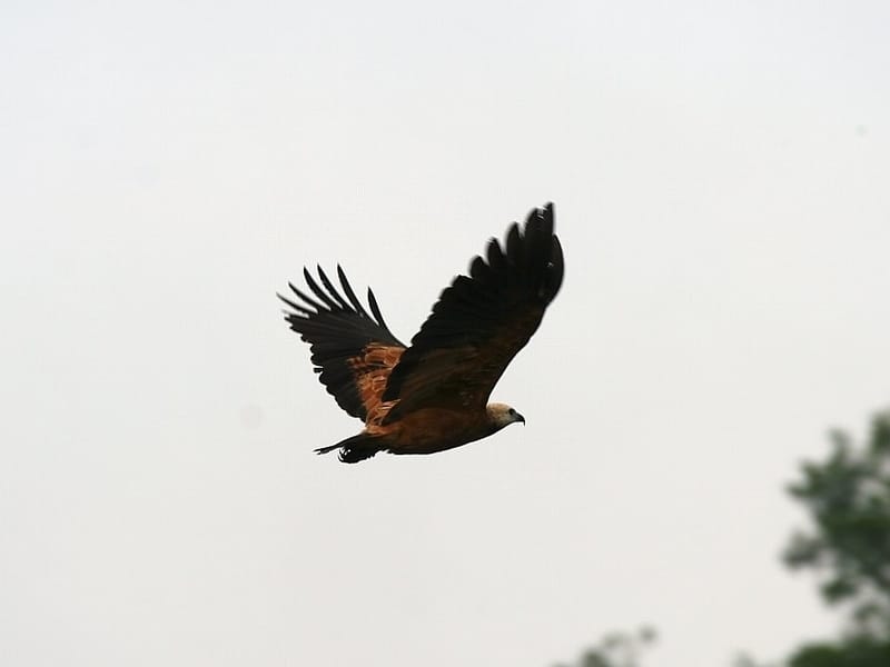  A Black-collared Hawk flying in the sky